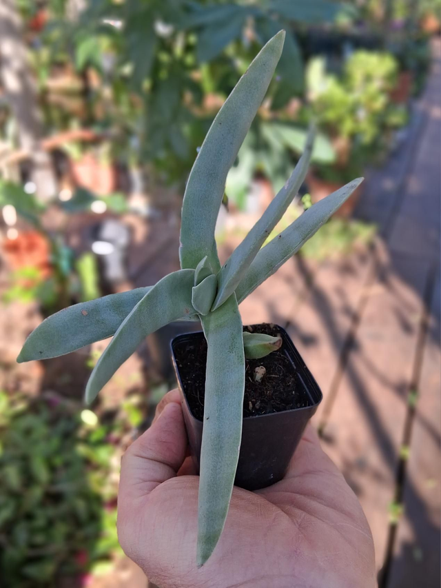 D168 . Crassula Falcata