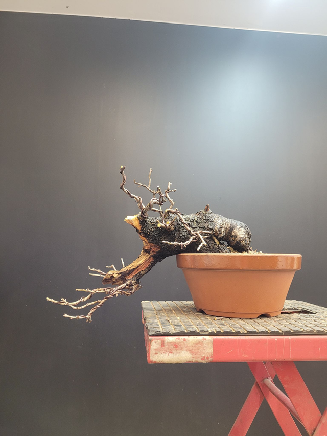 (211) prunier sainte lucie