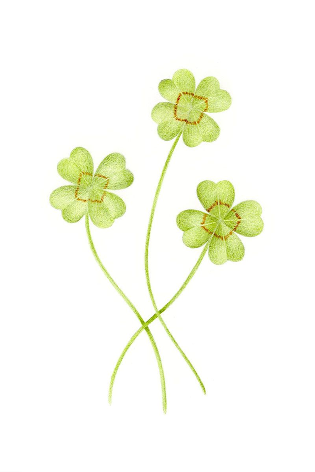 Illustration Trèfles – Dessin original au crayon de couleur (Format A5)