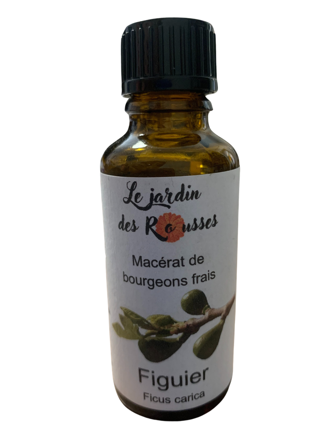 FIGUIER -  Macérât glycériné de bourgeons Flacon de 30 ml 