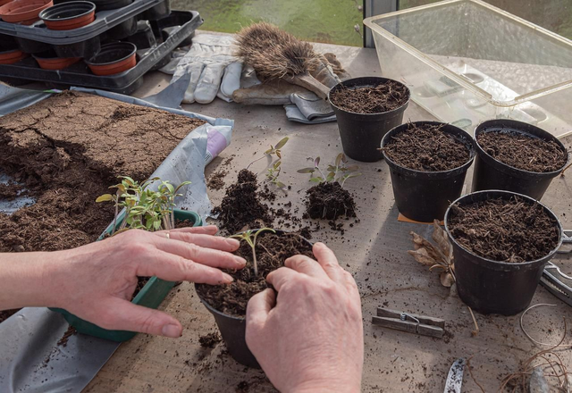 Compost végétal en VRAC (au m³)