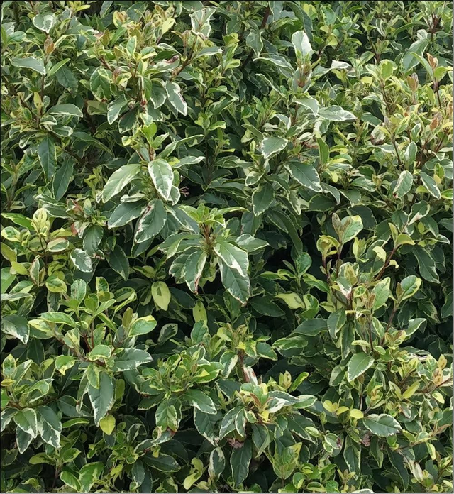 Viburnum tinus Variegatum - 1ltr pot