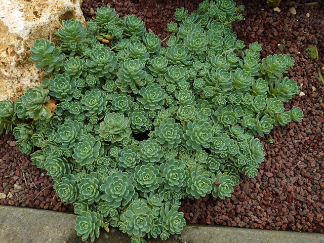 SEDUM pachyclados