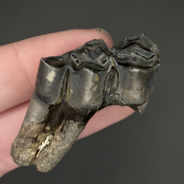 Llama Tooth