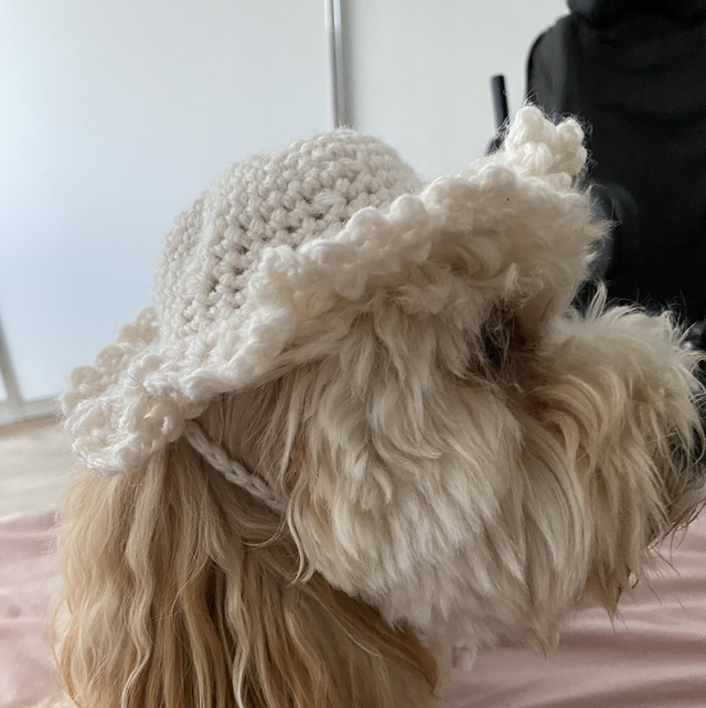 PET HAT CUSTOM ORDER