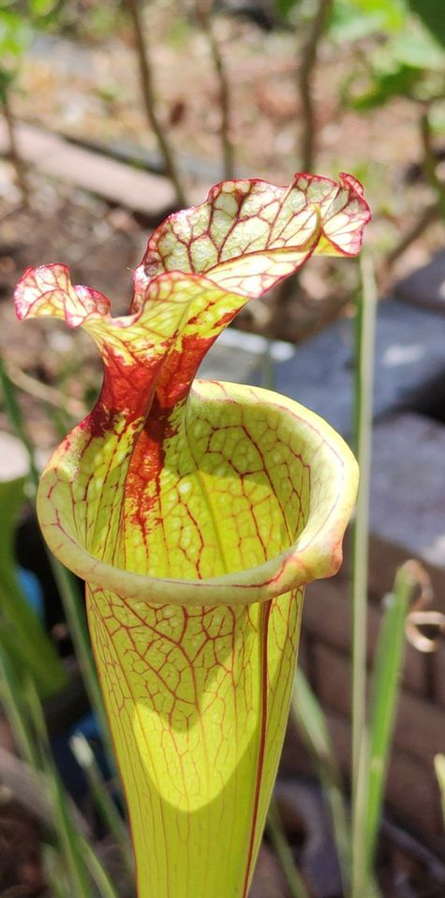 Sarracenia x moorei &#039;Leah Wilkerson&#039;