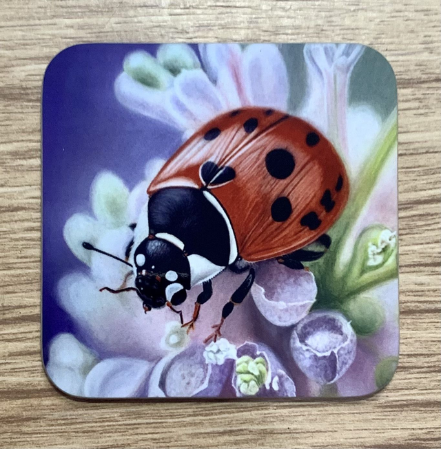 Coaster -  Colourful Ladybird