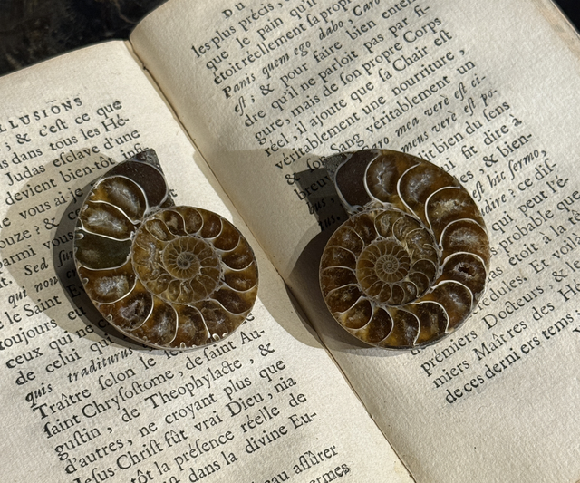 Paire de demi-ammonites polies 011