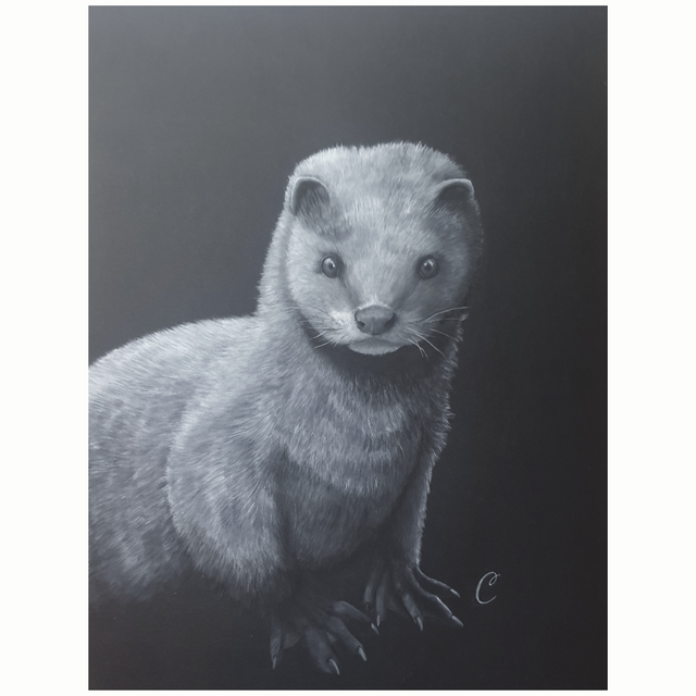 Vison d'Europe- Aquarelle originale