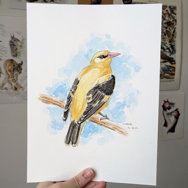 Le Loriot d'Europe - Etude originale