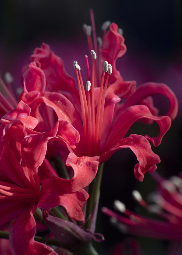 N. Mertoun - Nerine Sarniensis