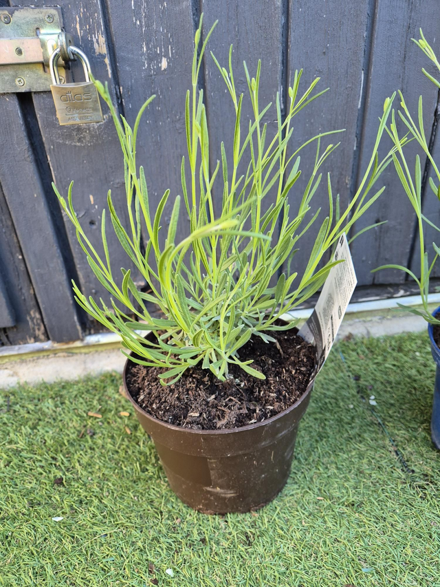 Lavandin Pure Platinum pot 15cm