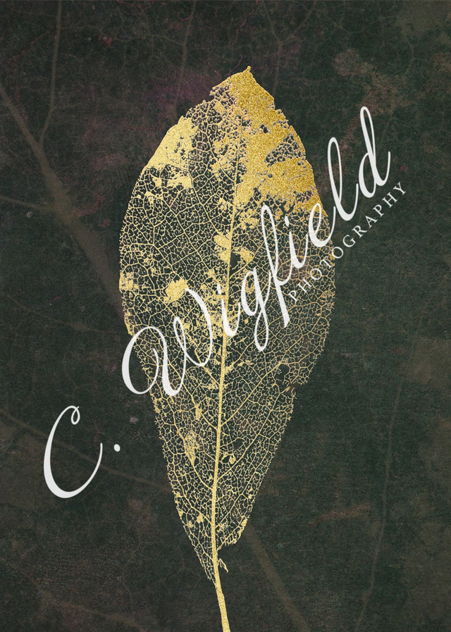 Laced Magnolia Leaf Study III