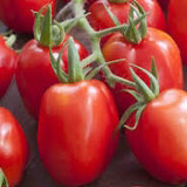 Tomate Roma Bio 