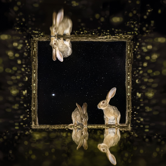 Tirage Dibond Windows at Night: "Rabbits"