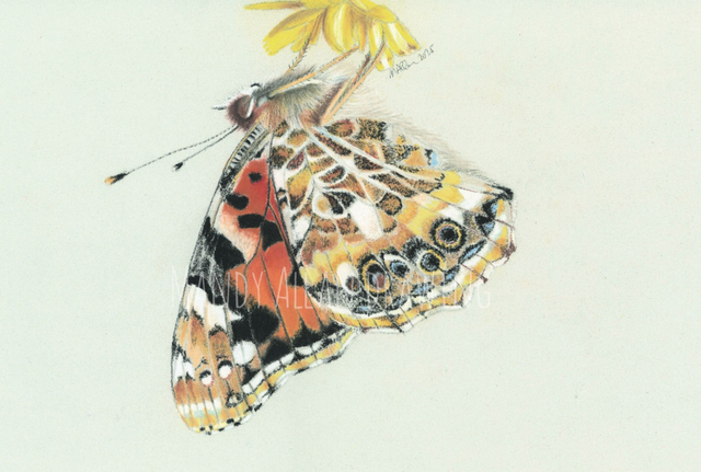 &quot;Painted Lady- Feeding&quot; Original Butterfly Drawing  