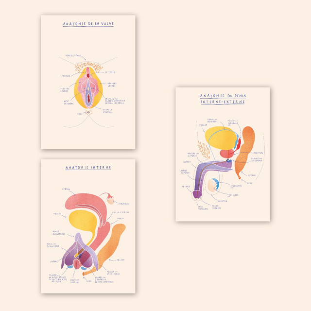 Lot Planches Anatomiques