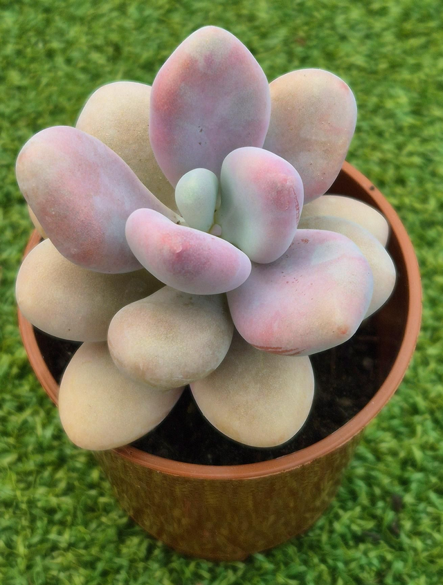 Graptopetalum amethystinum 'Lavender Pebbles'