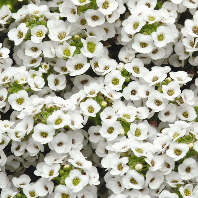 Alyssum - Clear Crystal White [9]