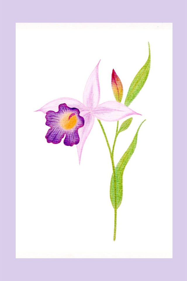 Illustration orchidée