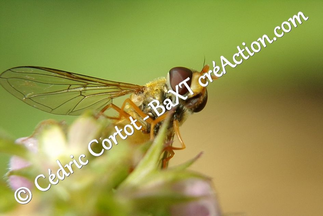 Impression sur alu dibond - Le petit monde du Vivant (ref 100_1008)