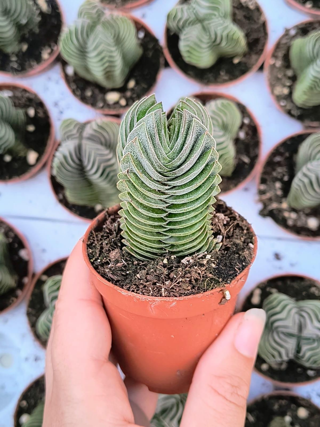 Crassula 'Budda's Temple' (Templo de buda)