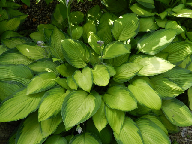 Hosta &#039;Guacamole&#039; 