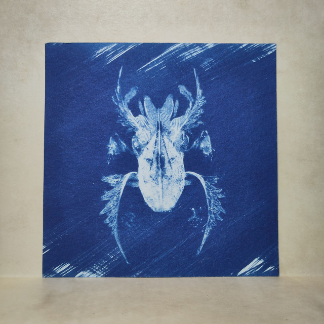 Cyanotype Empreinte "Persona non grata"