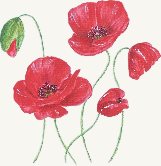 Foulard Coquelicots 100 cm