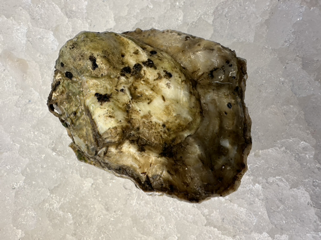 Dozen Maldon Oysters (unopened)