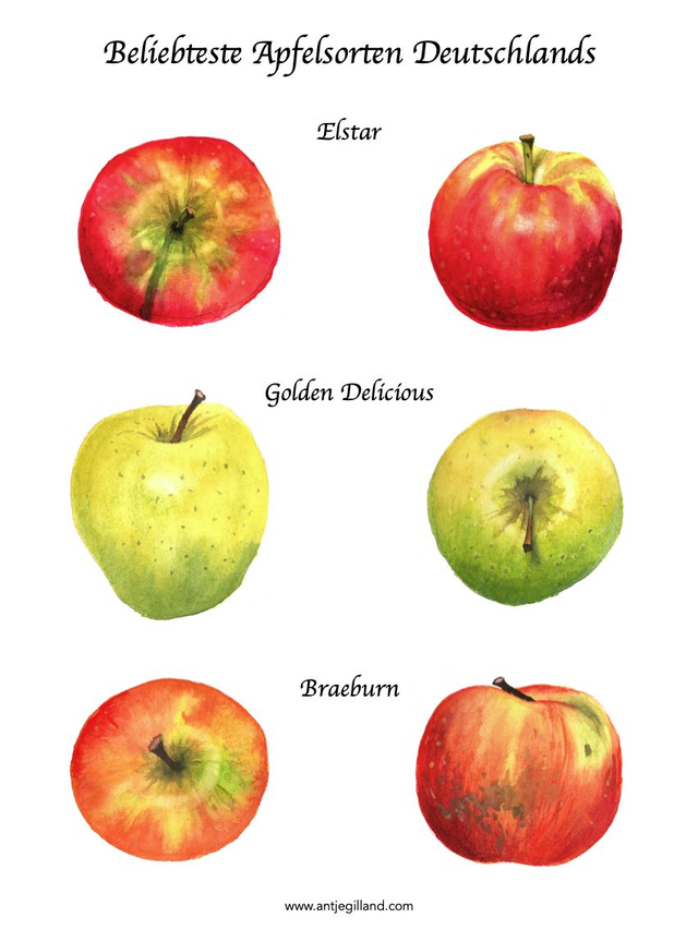 Die beliebtesten Äpfel Deutschlands - Kunstdruck in A4