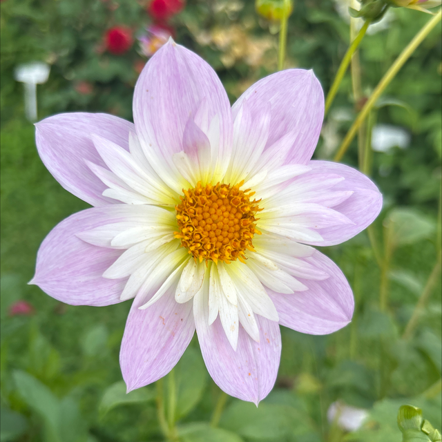 Teesbrooke Audrey 340