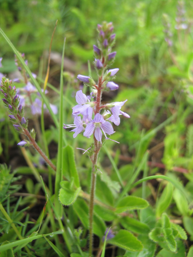 Véronique officinale (Veronica officinalis )