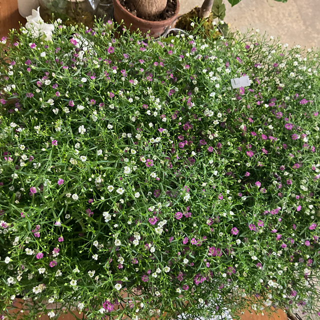 Gypso Muralis Gem Pot