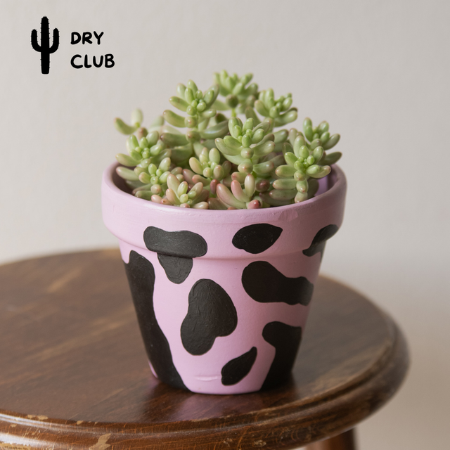 Sedum aurora 'Jelly Beans' 🌿