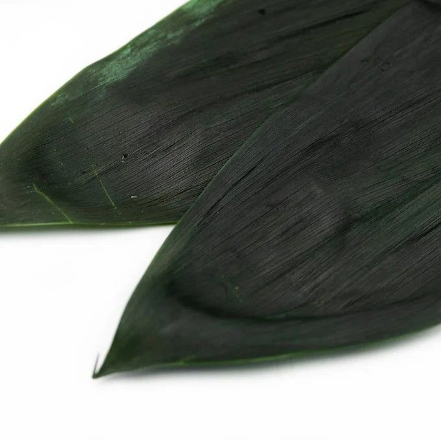 Aspidistra stabilisée – Feuille naturelle longue pour compositions florales élégantes et modernes