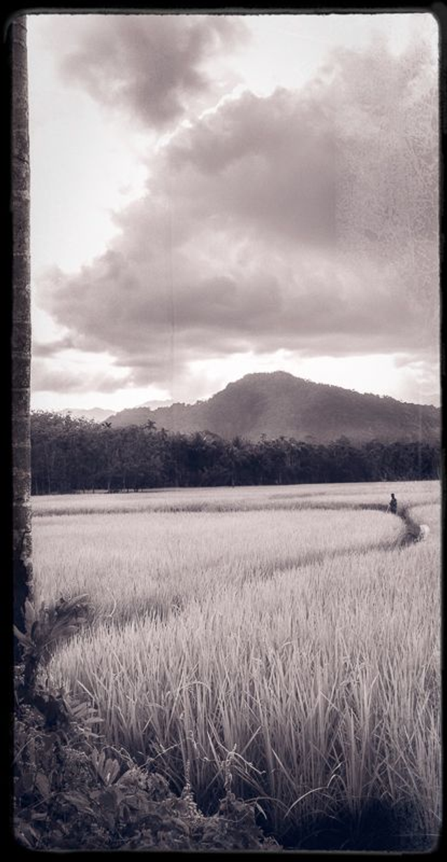 Le serpent s'esquiva