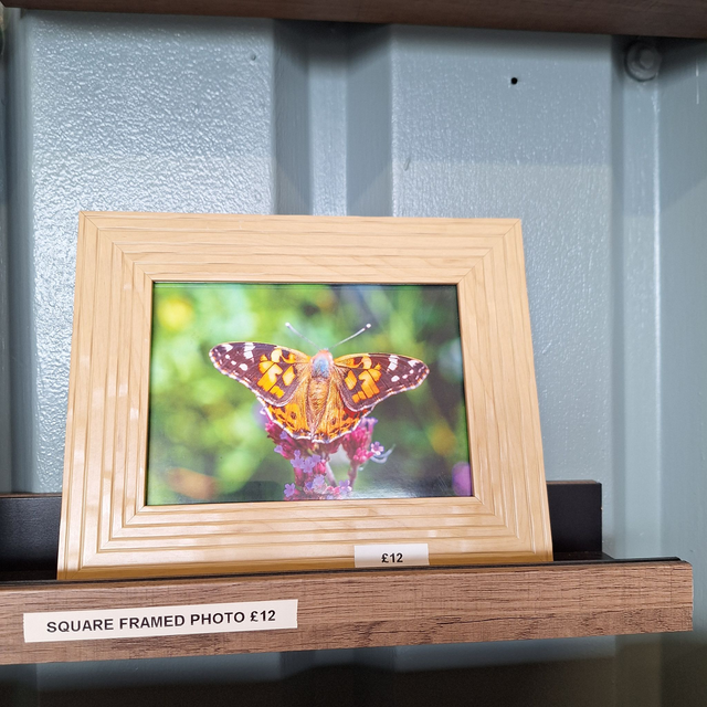 Painted Lady framed print