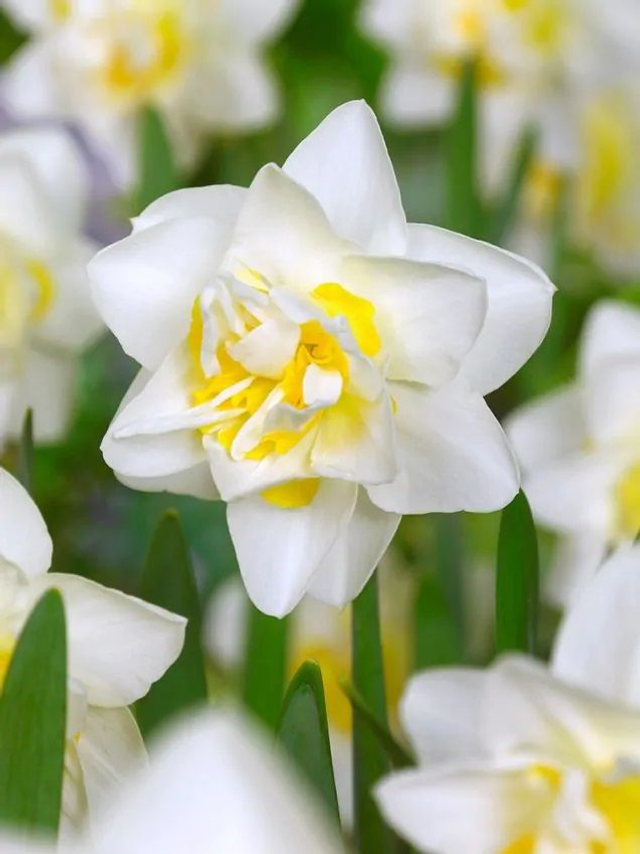 Narcisse White Lion – Fleurs doubles parfumées