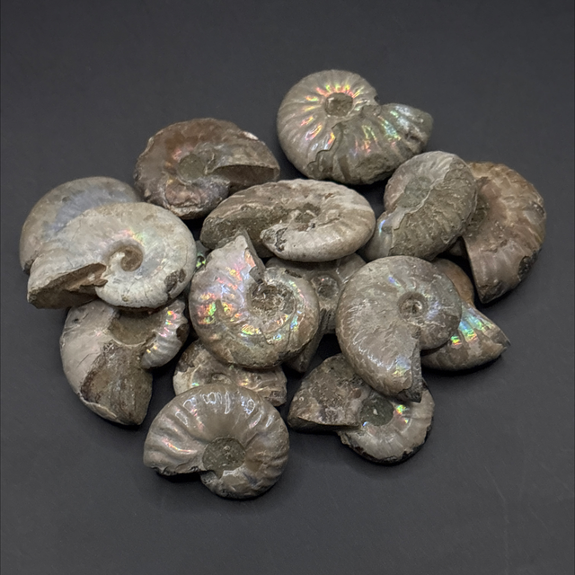 Cleoniceras Ammonite
