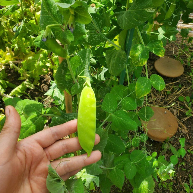 Pois mangetout grimpant Sweet Horizon