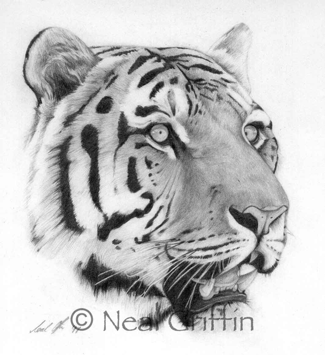 Tiger Drawing