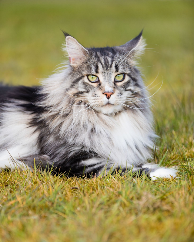 Pet Photoshoot Collection Two