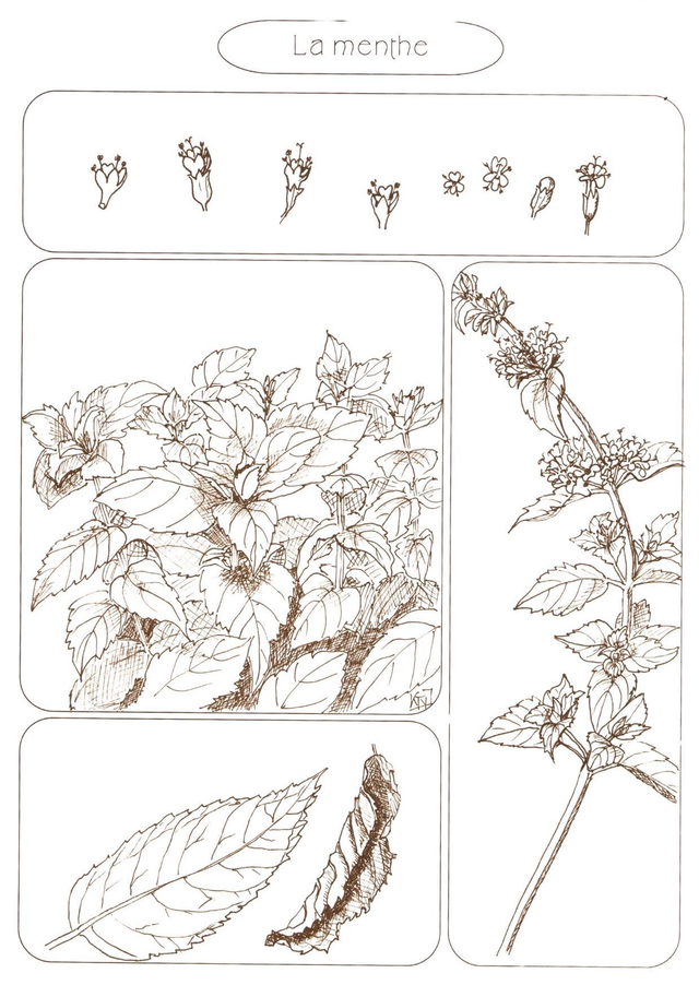 Carte postale "La menthe"