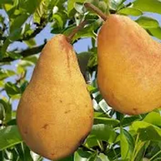 POIRIER Bon chretien williams