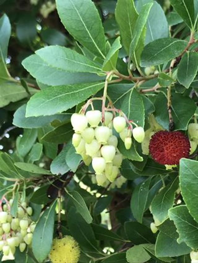 Arbousier (Arbutus unedo)