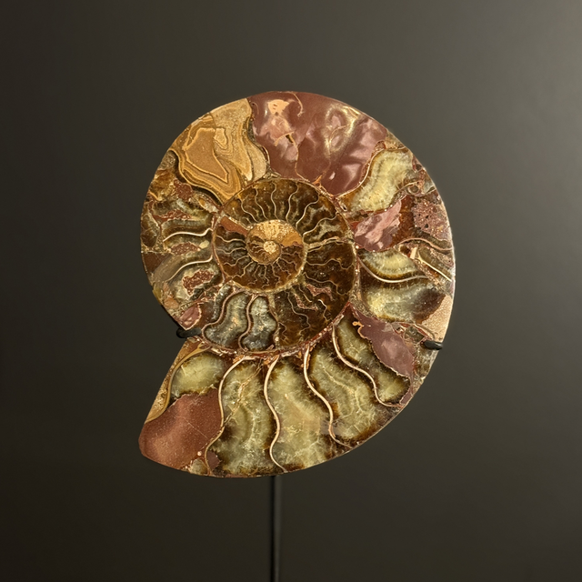 Demi-ammonite polie