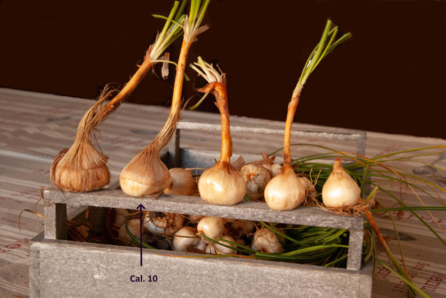 Bulbes de Crocus Sativus - Calibre 9/10 