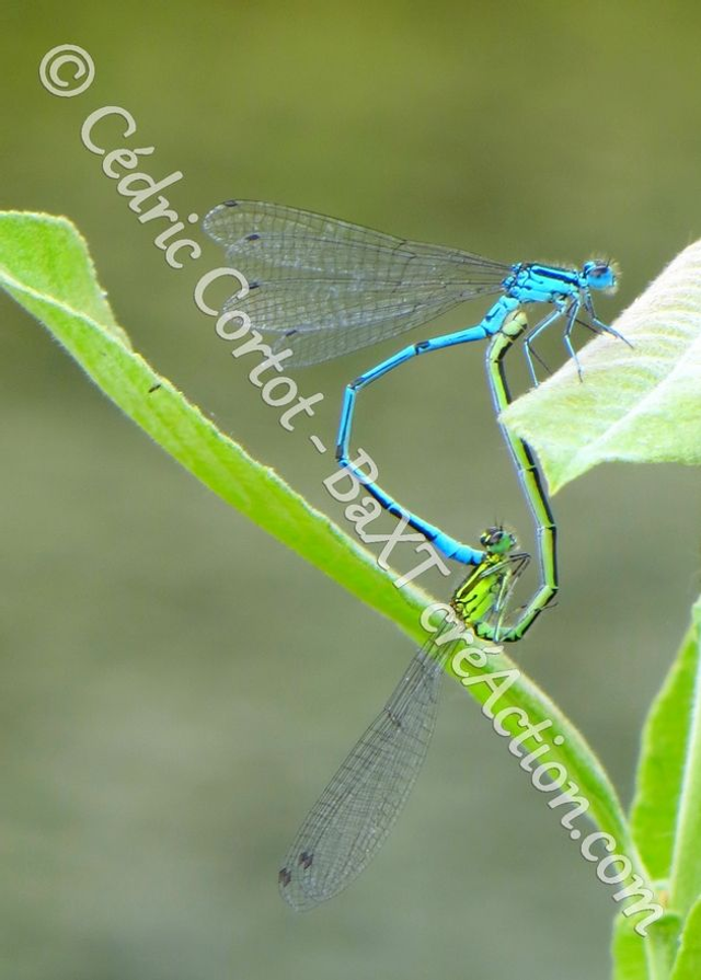 2 - Carte postale - Le petit monde du Vivant (Ref IMG_5756)