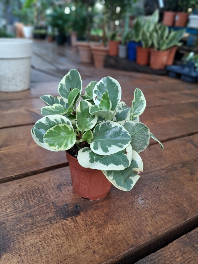 B119 . Peperomia in vaso 12